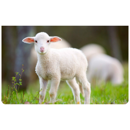 Small Size Clutch Bag Saffiano Leather finish